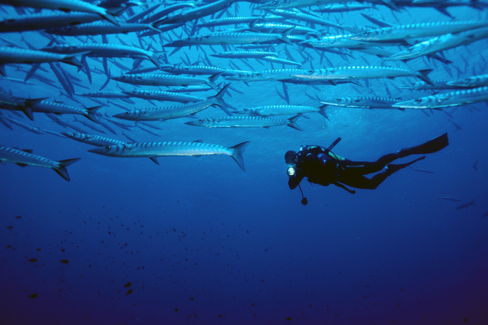 Plongée sous-marine à Bormes les Mimosas