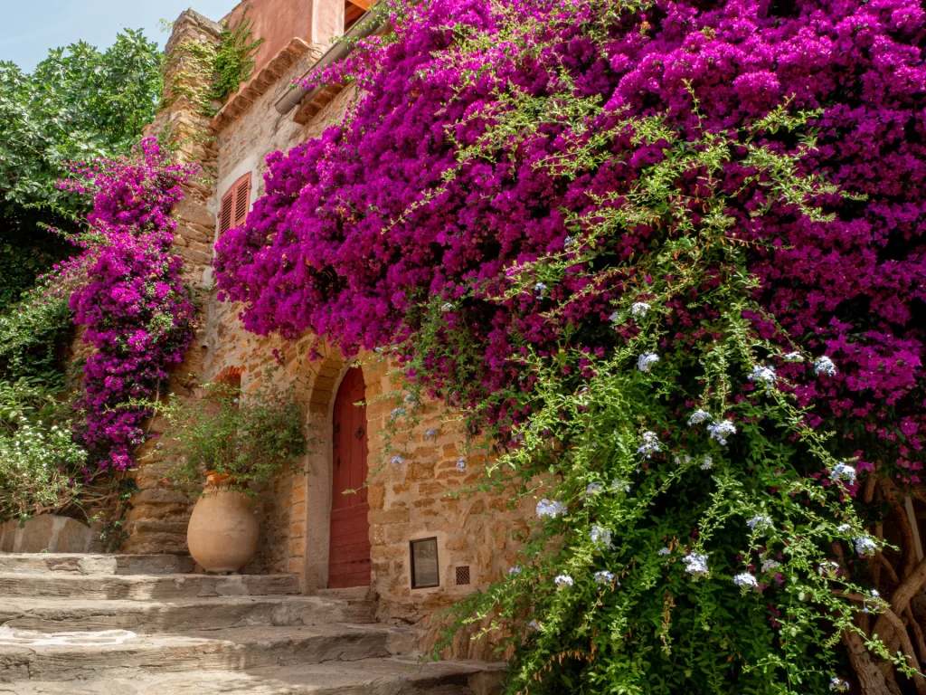 Village fleuri de Bormes les Mimosas