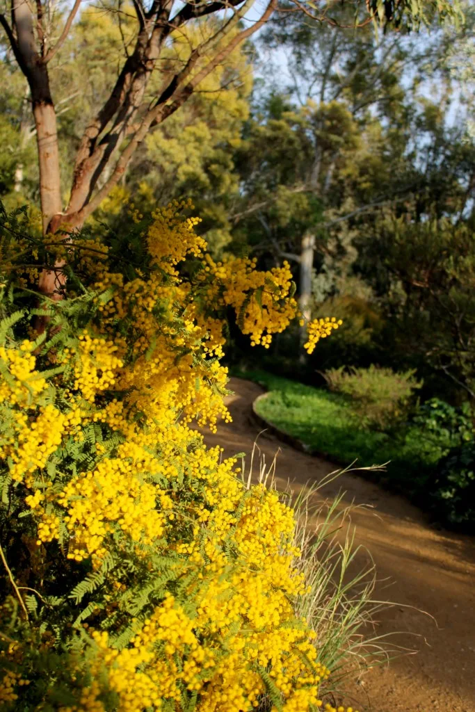 Domaine du Rayol mimosas