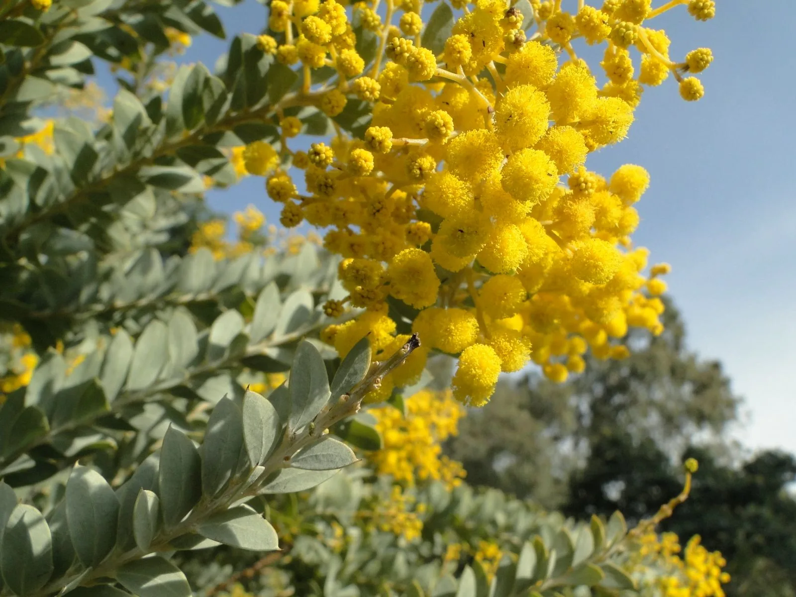 Domaine du Rayol mimosas