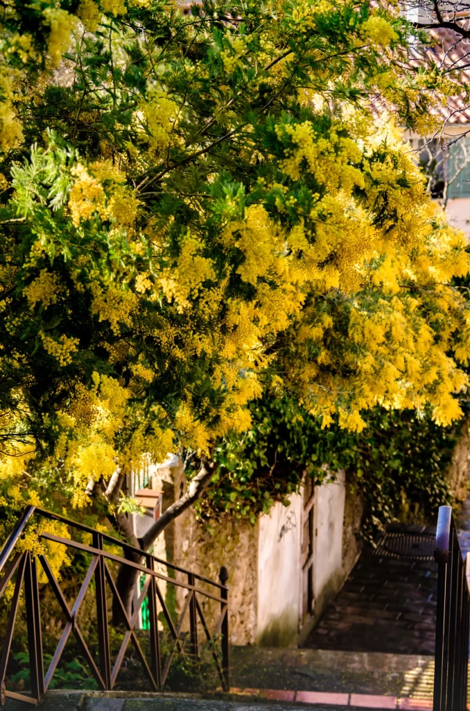 Ruelle mimosa Bormes