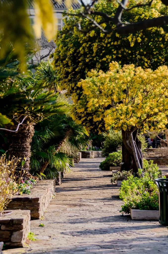 Allée avec du mimosa Bormes