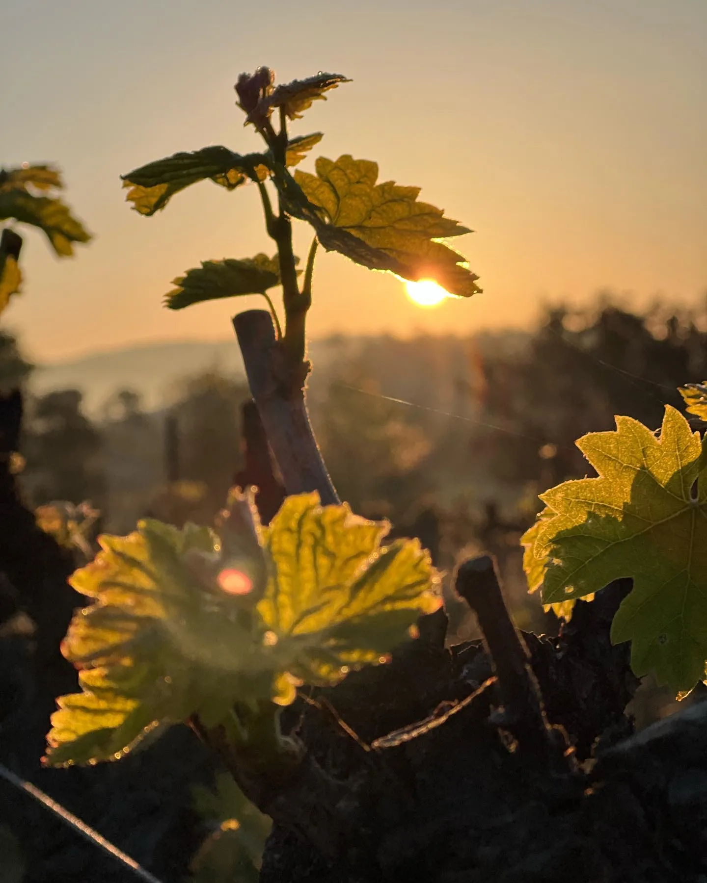 Domaine Sainte-Marie