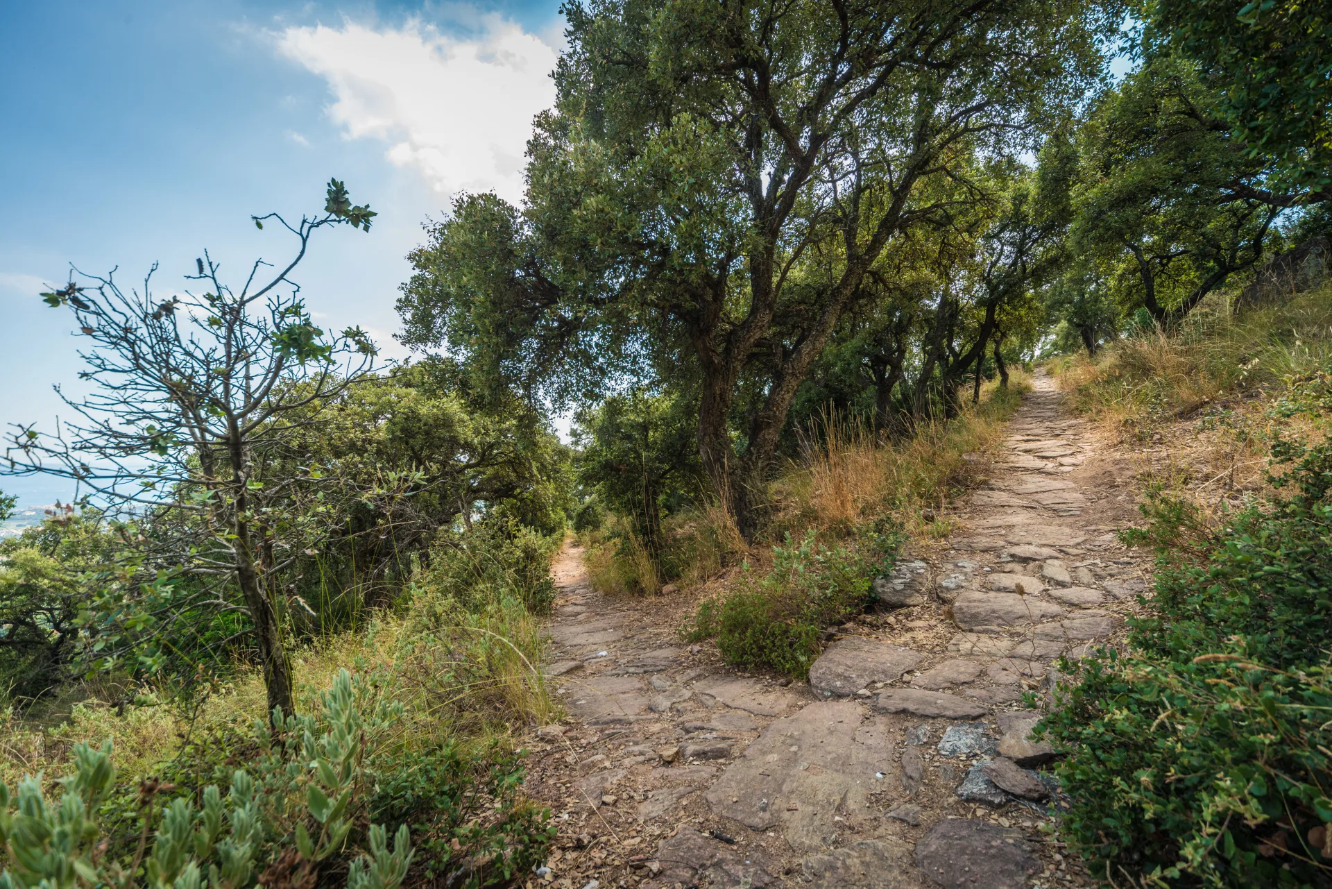 Massif des Maures Bormes les Mimosas