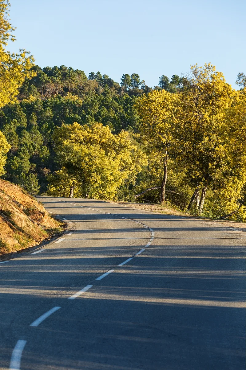 Route du Mimosa Mandelieu