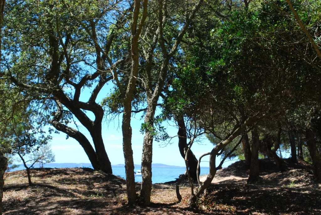 Pinède de la plage du Pellegrin