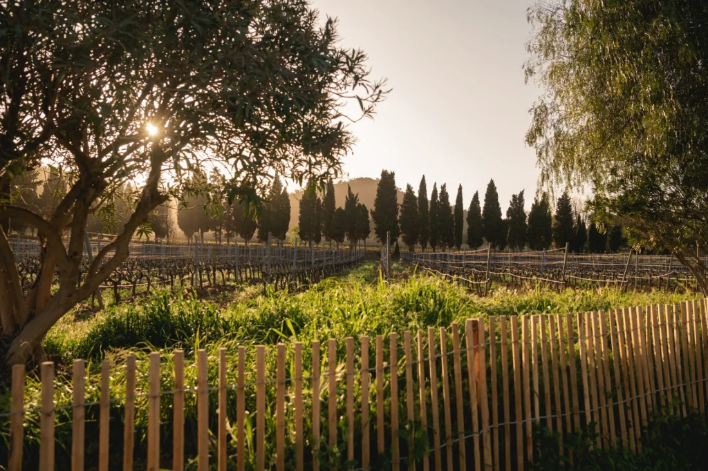 Vignes Angueiroun