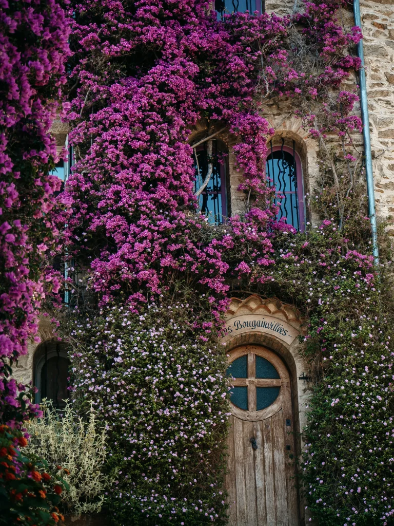 Avenue des Bougainvilliers Bormes les Mimosas