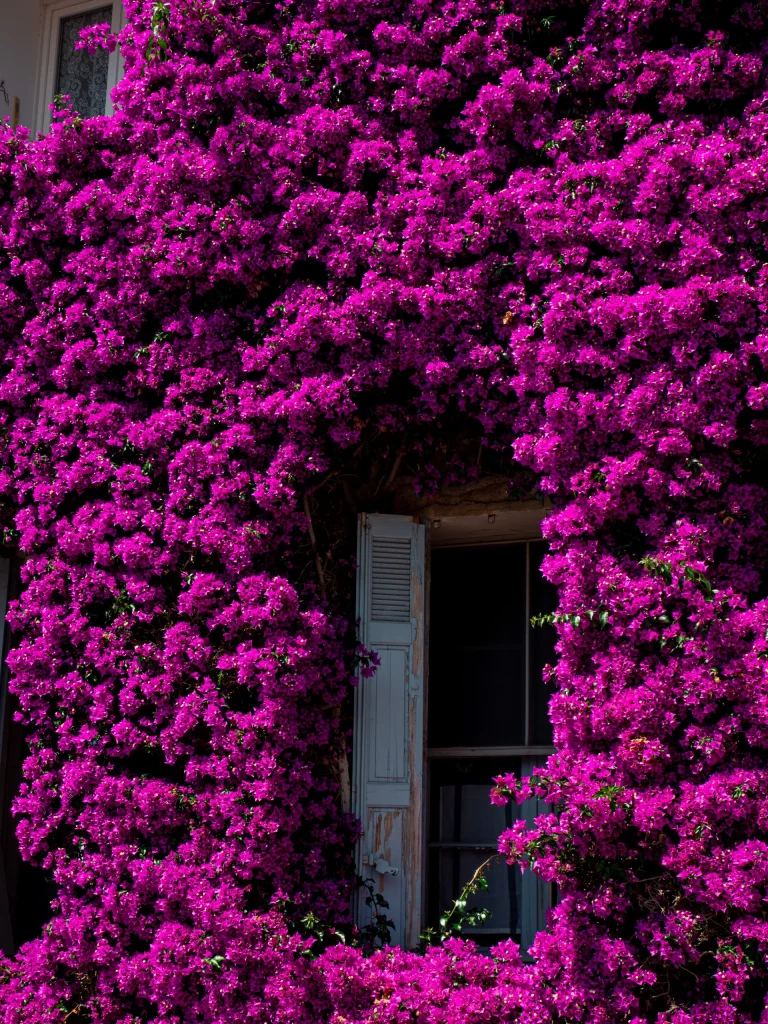 Maison aux bougainvilliers Bormes les Mimosas