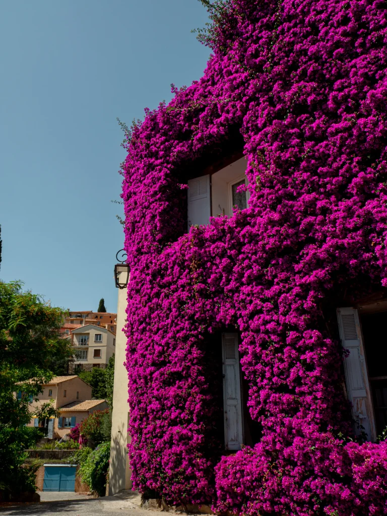 Maison aux bougainvilliers Bormes les Mimosas