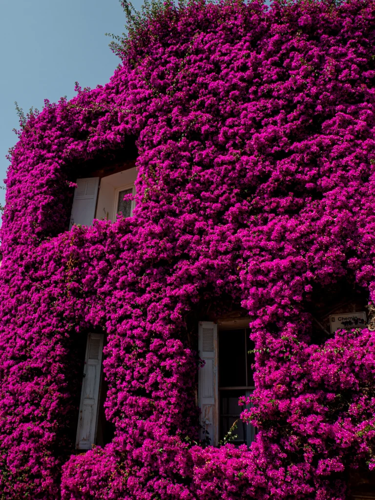 Maison aux bougainvilliers Bormes les Mimosas