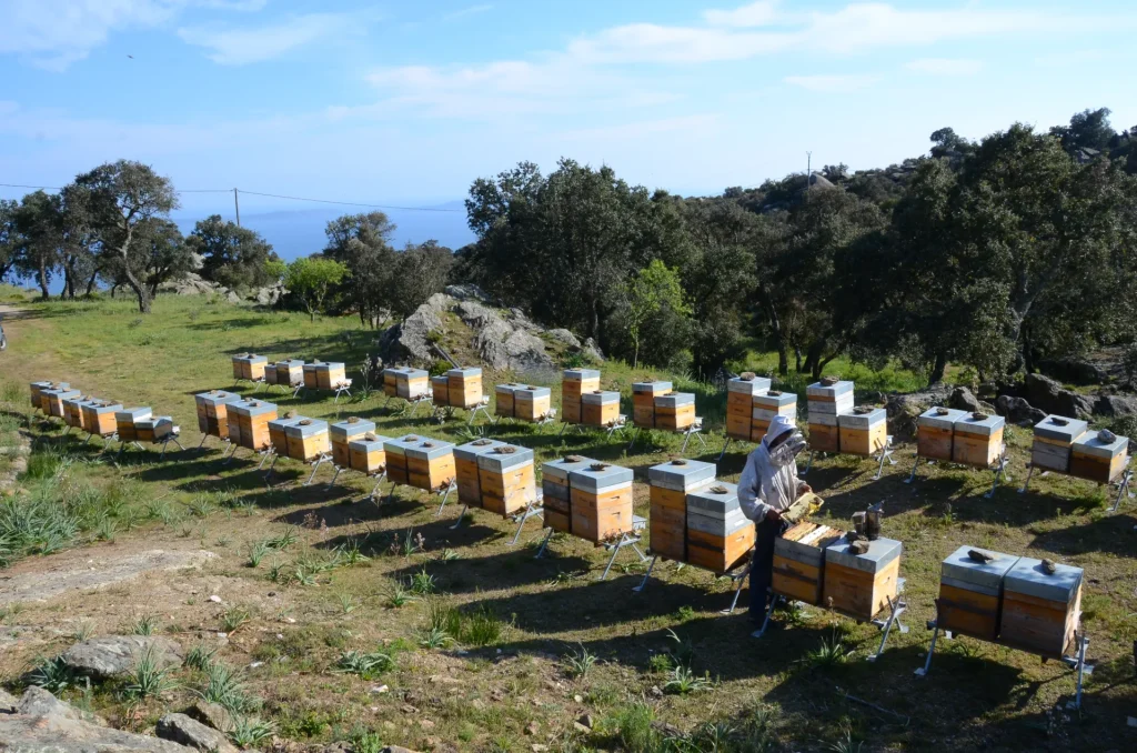 La Butinerie Bormes les Mimosas