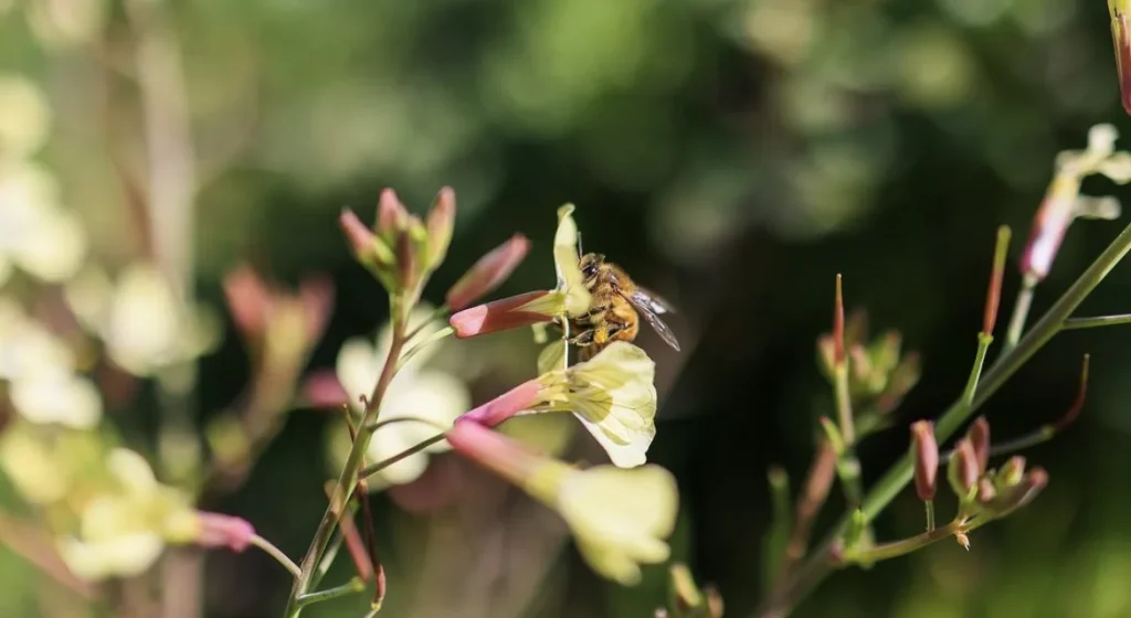 Abeille Bormes les Mimosas