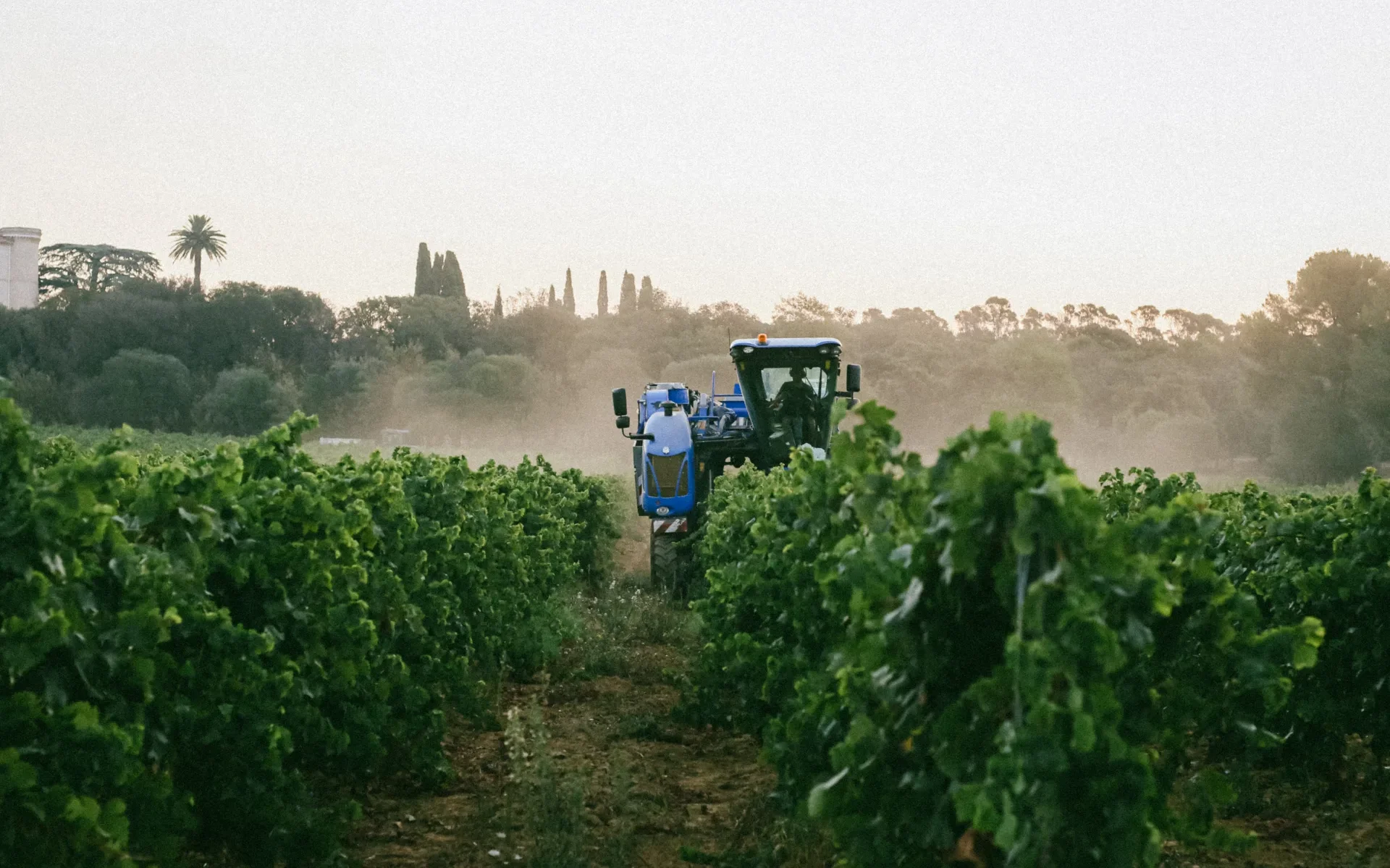 Vendanges Château de Brégançon Bormes