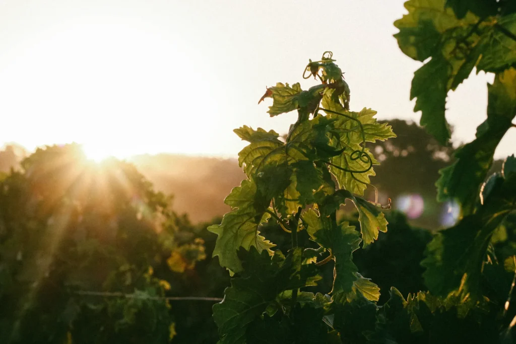 Vendanges Château de Brégançon Bormes