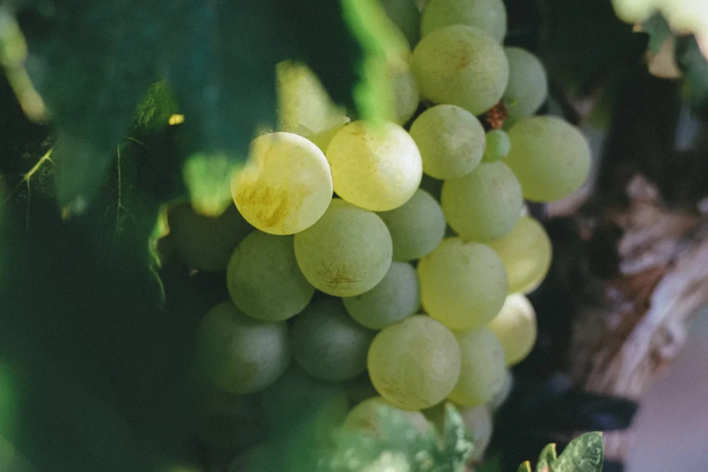 Vendanges Château de Brégançon Bormes