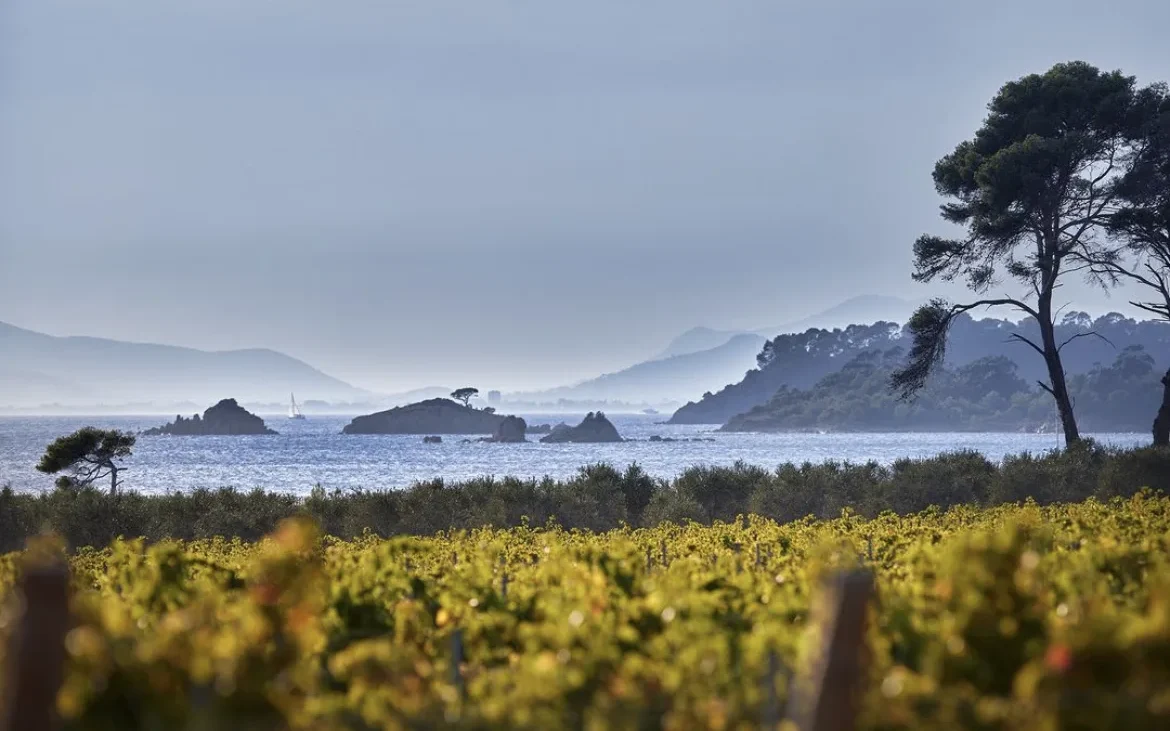 Vignoble Chateau Malherbe Bormes