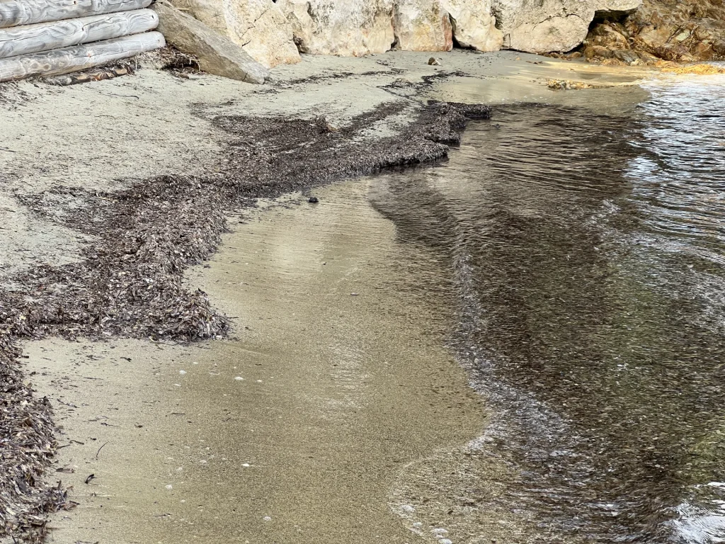 Posidonie plages Bormes les Mimosas