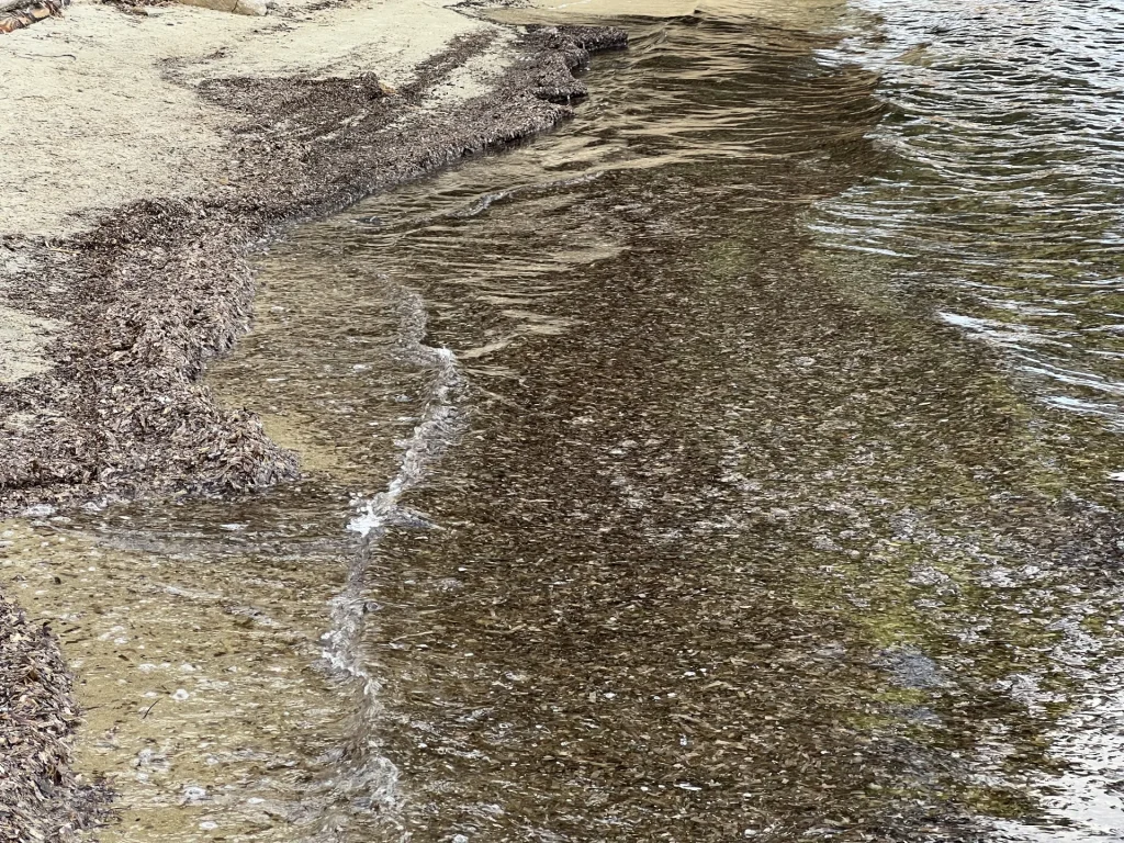 Posidonie plages Bormes les Mimosas