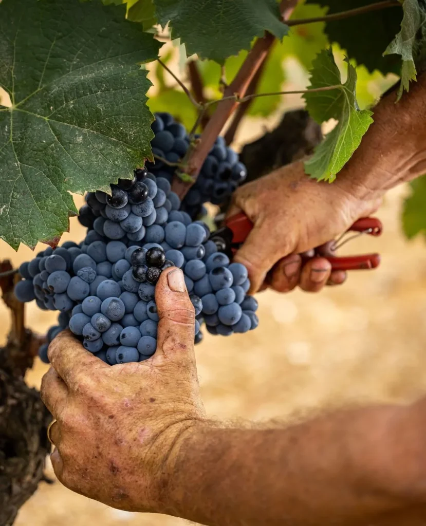 vendanges Bormes les Mimosas