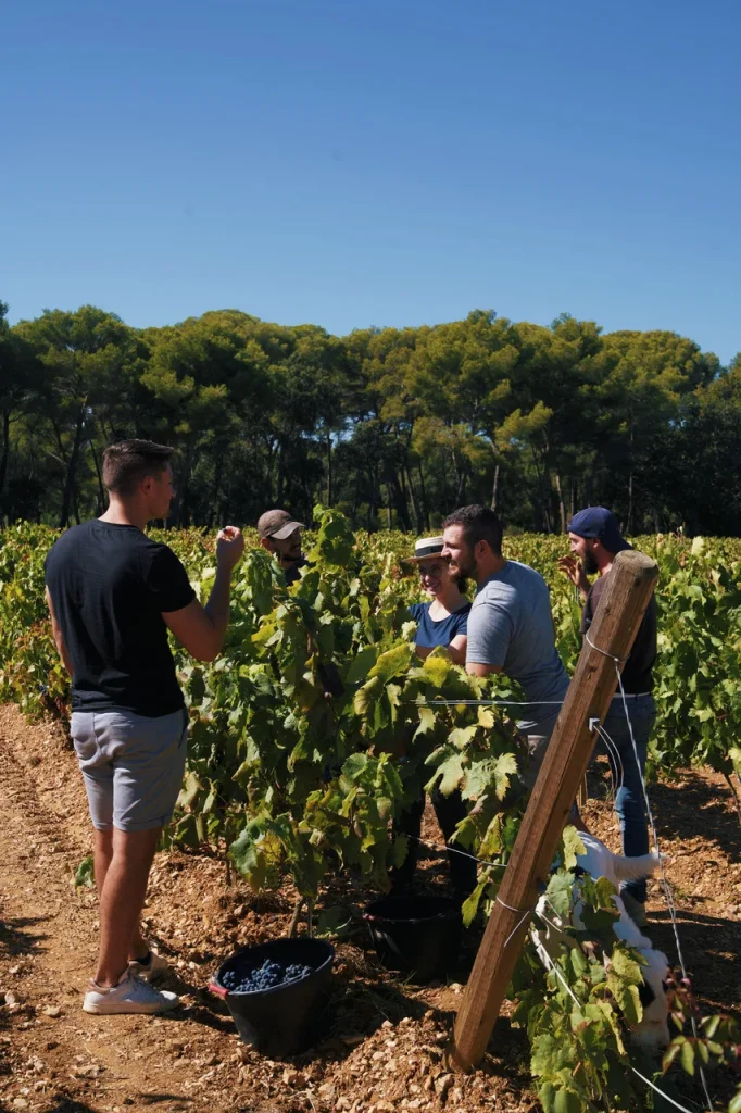 Vendanges Bormes les Mimosas