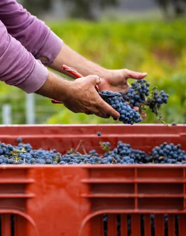 vendanges Bormes les Mimosas