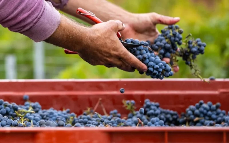 vendanges Bormes les Mimosas