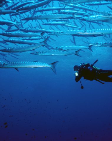 Plongée sous-marine à Bormes les Mimosas