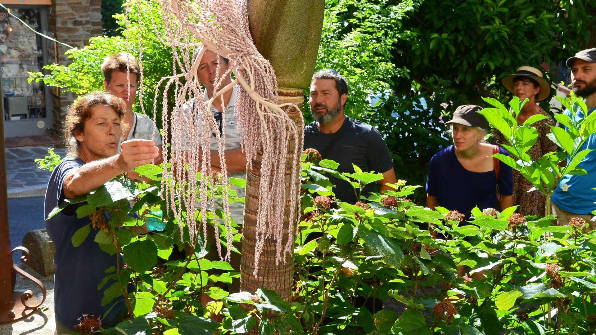 Visite guidée botanique Bormes les Mimosas