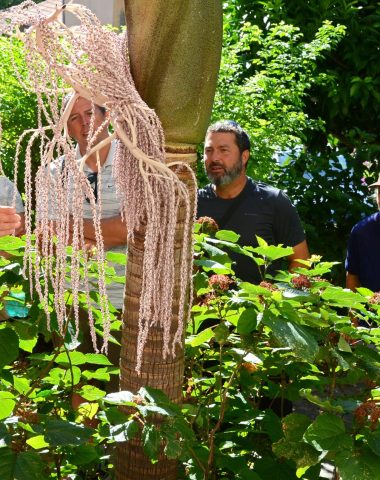 Visite guidée botanique Bormes les Mimosas