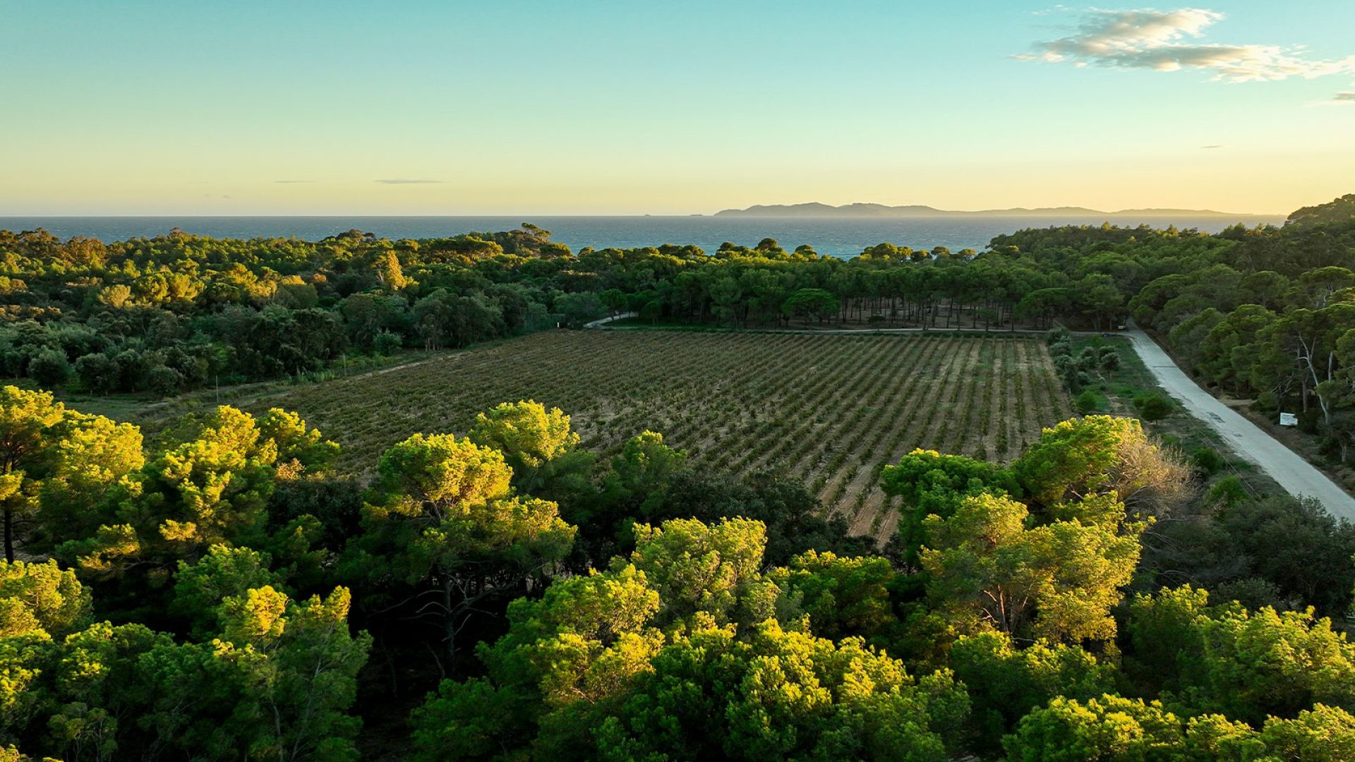 Vignes Bormes les Mimosas