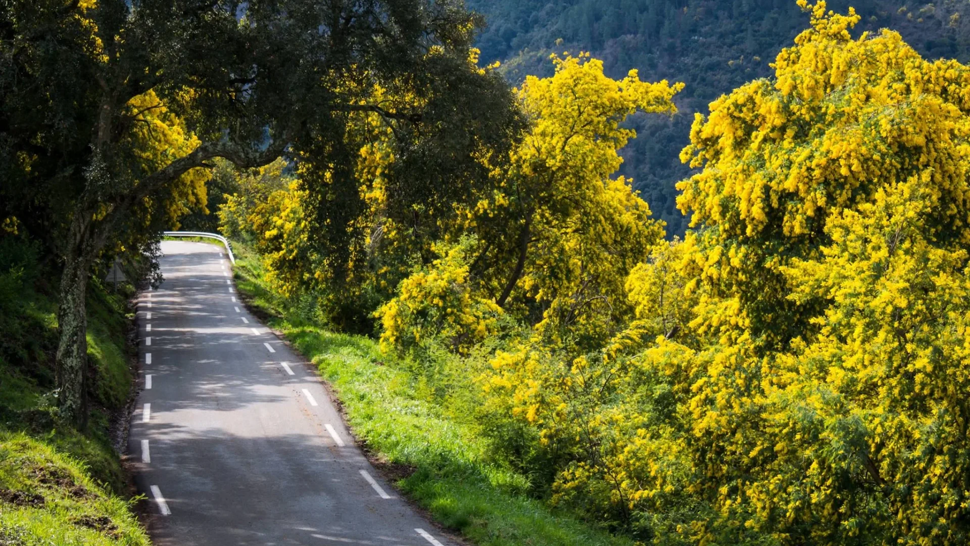 La Route du Mimosa