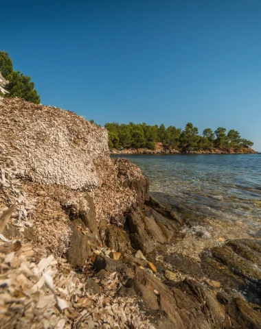 Posidonies Bormes les Mimosas