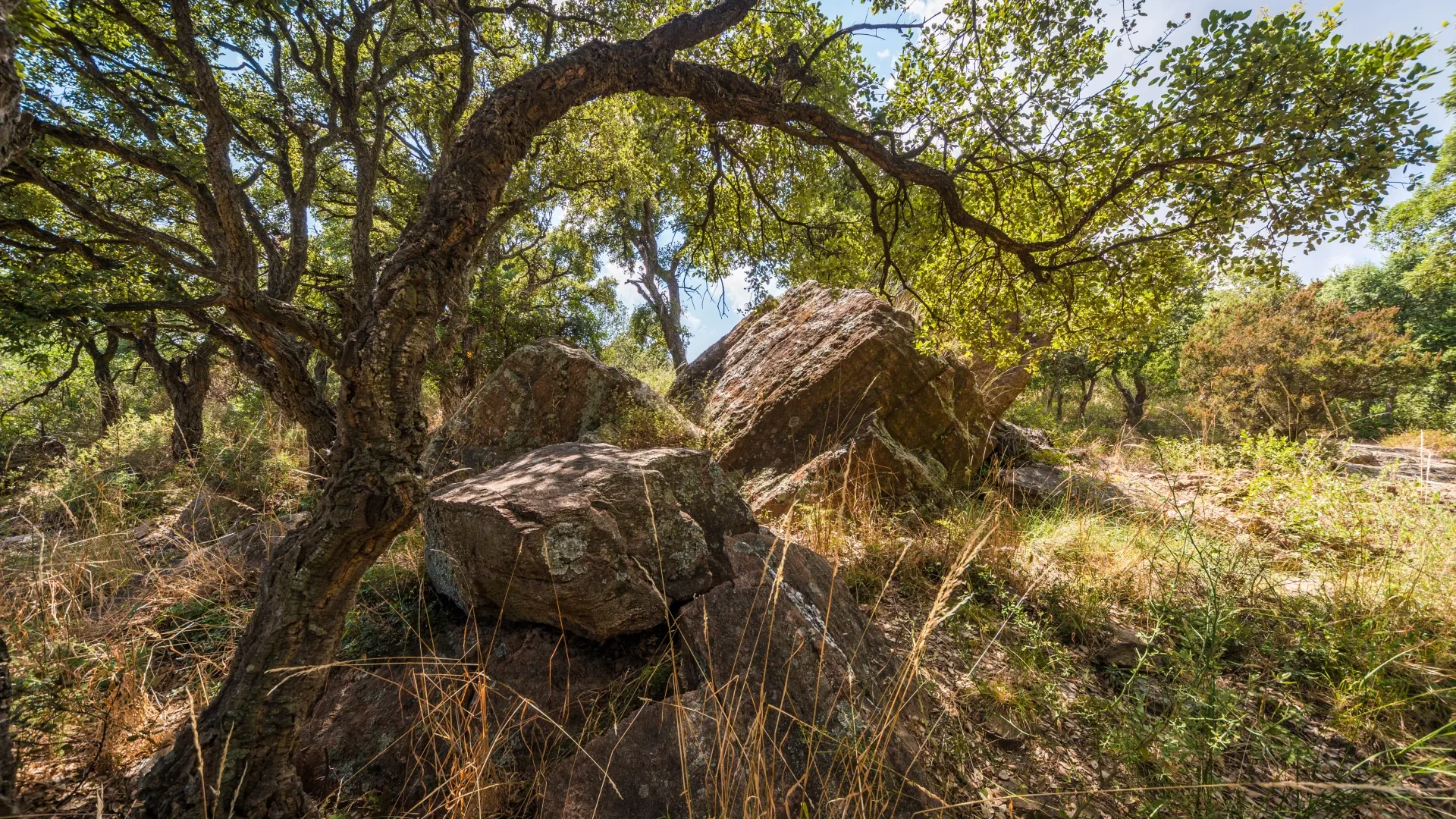 Massif des Maures Bormes les Mimosas