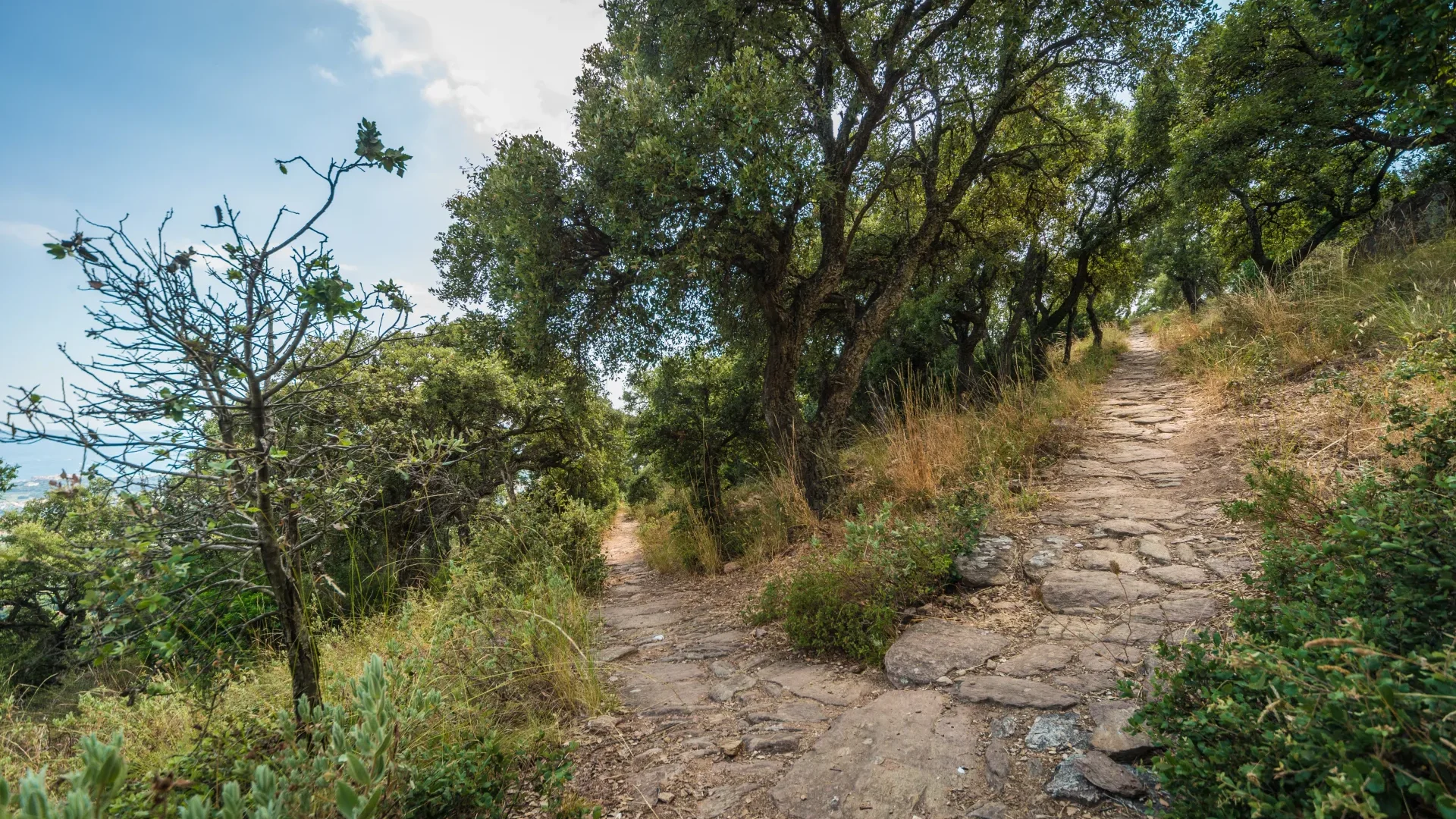 Massif des Maures Bormes les Mimosas