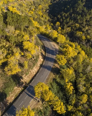 Route du Mimosa Mandelieu