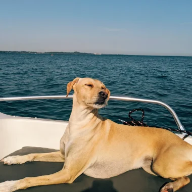Voyager avec son chien à Bormes les Mimosas