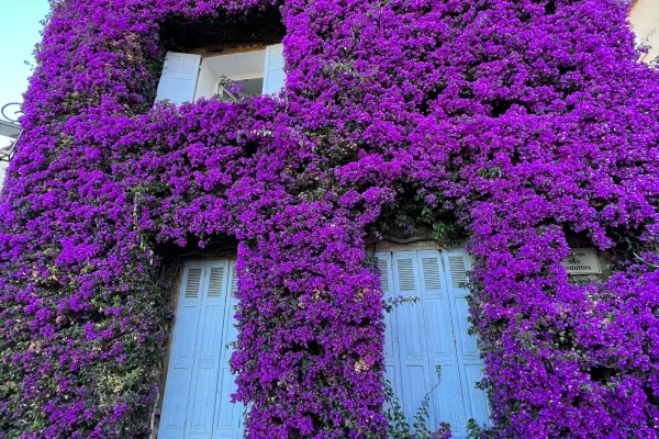 La maison aux bougainvilliers Bormes les Mimosas