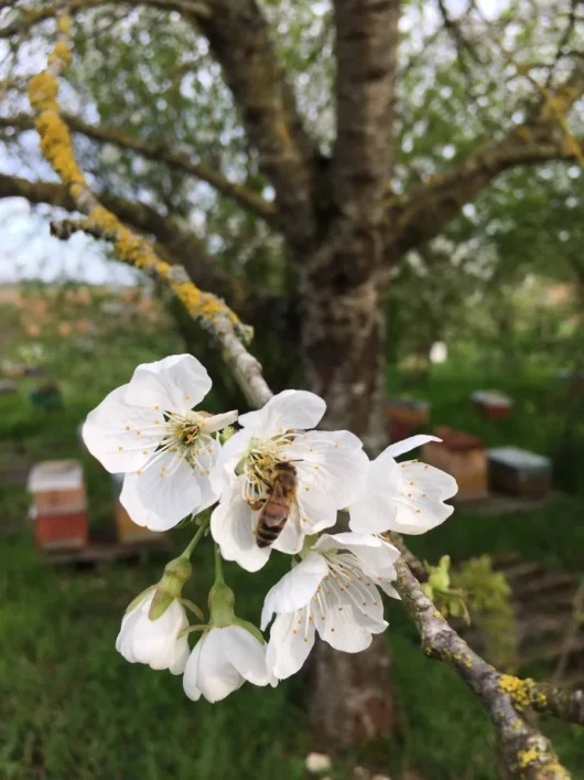 Abeilles Bormes