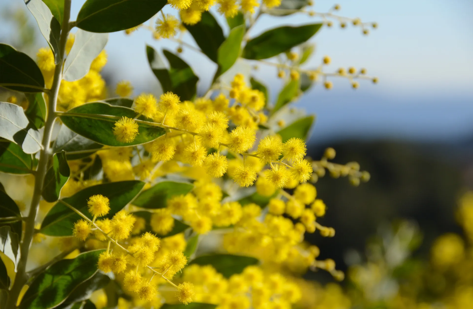 Mimosa