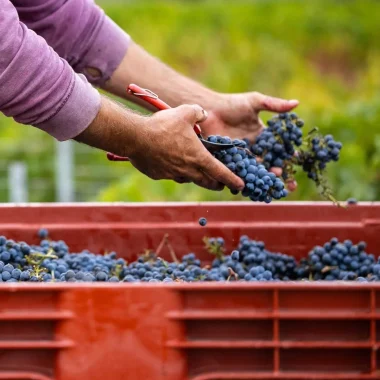 vendanges Bormes les Mimosas