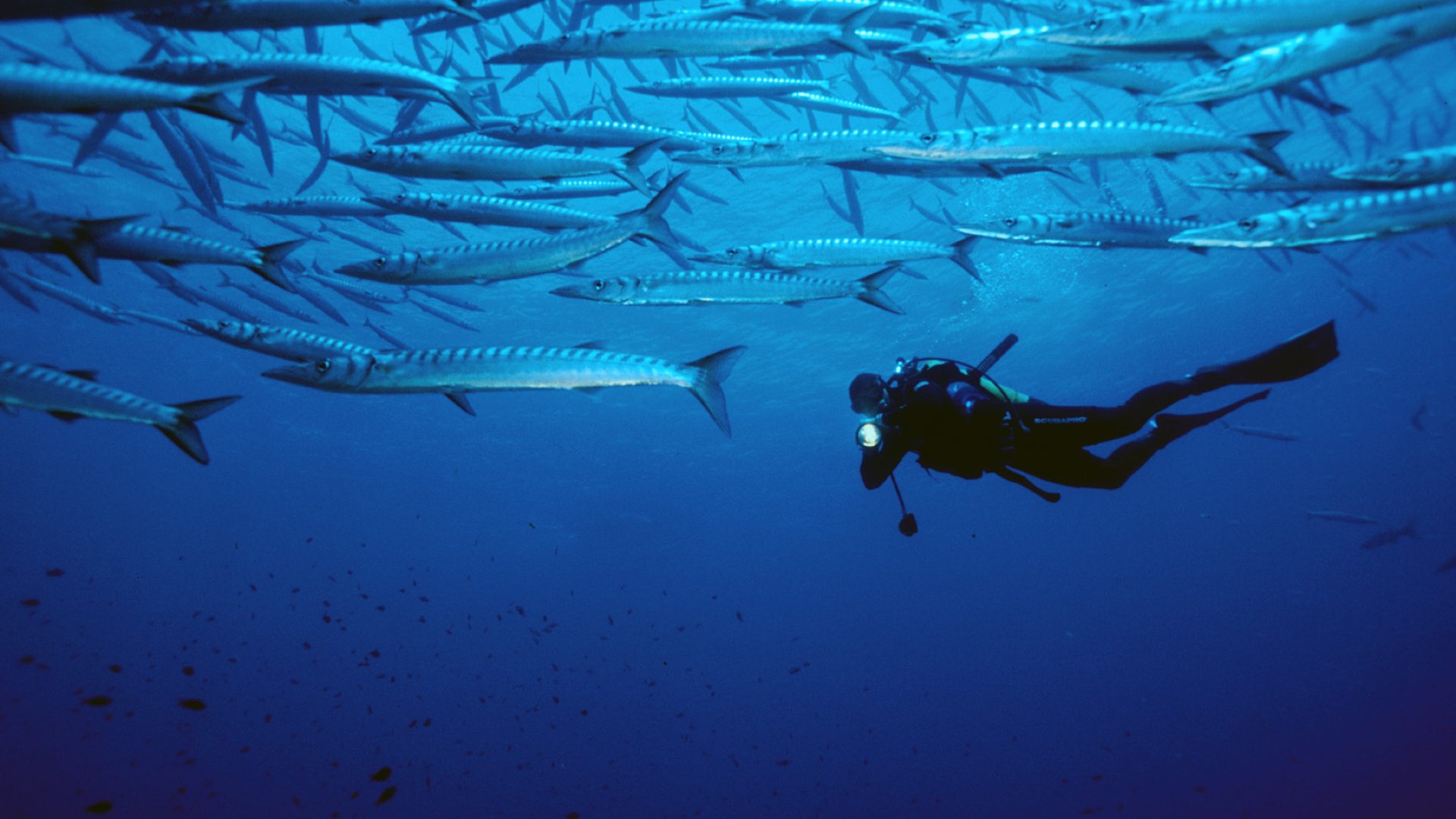 Plongée sous-marine à Bormes les Mimosas