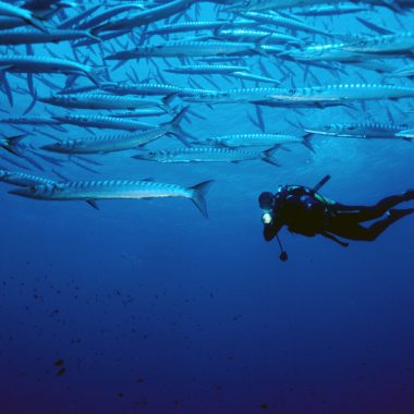 Plongée sous-marine à Bormes les Mimosas