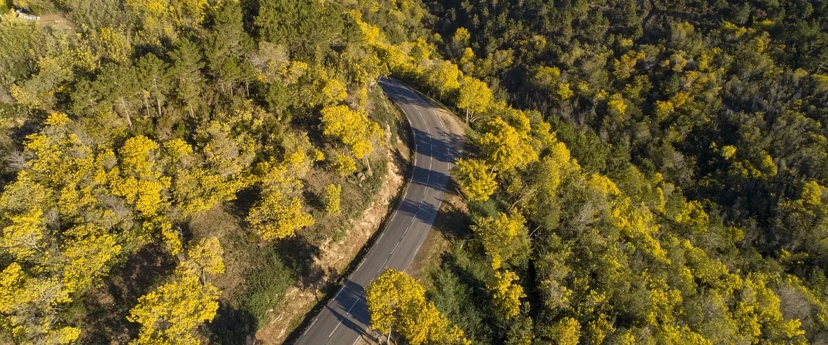 Route du Mimosa Mandelieu